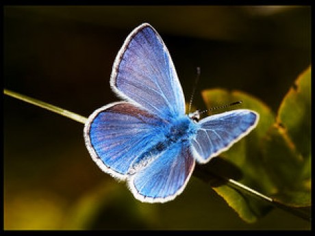 motýľ.jpg